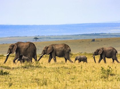 Elephants in Kenya